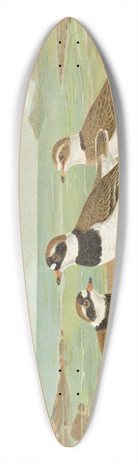 Johann Friedrich Naumann - Charadrius hiaticula 39.3 inch art pintail longboard deck