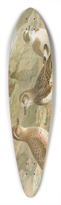 Johann Friedrich Naumann - Charadrius morinellus, Arenaria interpres, Charadrius alexandrinus 39.3 inch art pintail longboard deck