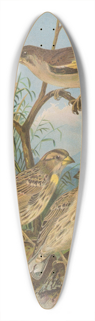 Johann Friedrich Naumann - Chloris sinica, Passer petronius 39.3 inch art pintail longboard deck