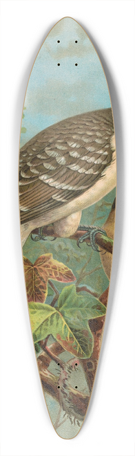 Johann Friedrich Naumann - Coccystes glandarius 39.3 inch art pintail longboard deck
