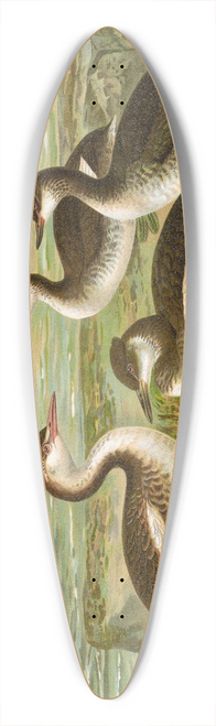 Johann Friedrich Naumann - Colymbus cristatus, Grosser Lappentaucher. 39.3 inch art pintail longboard deck