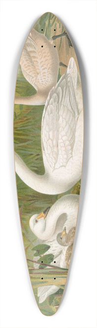 Johann Friedrich Naumann - Cygnus Bewickii Yarrell 39.3 inch art pintail longboard deck