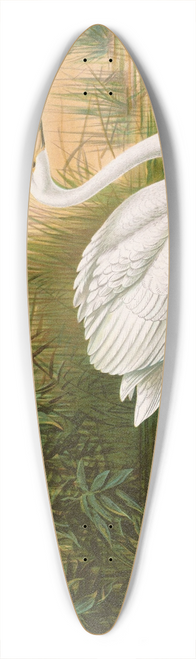 Johann Friedrich Naumann - Cygnus cygnus 39.3 inch art pintail longboard deck