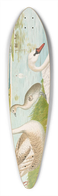 Johann Friedrich Naumann - Cygnus olor 39.3 inch art pintail longboard deck