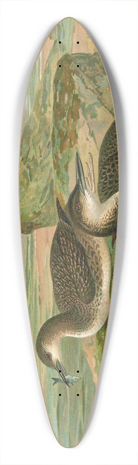 Johann Friedrich Naumann - Gavia arctica (L.), Polar-Seetaucher. 39.3 inch art pintail longboard deck