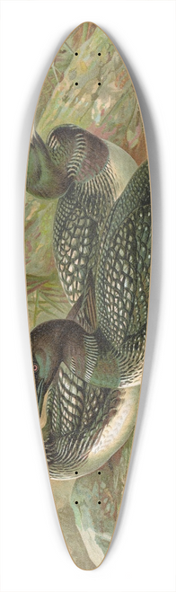 Johann Friedrich Naumann - Gavia arctica (L.), Polar-Seetaucher 39.3 inch art pintail longboard deck