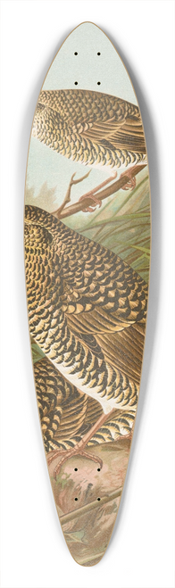 Johann Friedrich Naumann - Geocichla varia, Geocichla dauma 39.3 inch art pintail longboard deck