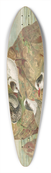Johann Friedrich Naumann - Hydrochelidon fissipes, Hydrochelidon hybrida, Hydrochelidon nigra. 39.3 inch art pintail longboard deck