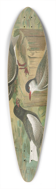 Johann Friedrich Naumann - Hydrochelidon fissipes, Hydrochelidon hybrida, Hydrochelidon nigra 39.3 inch art pintail longboard deck
