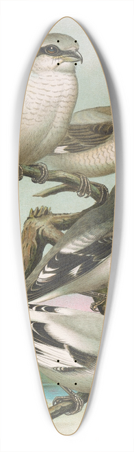 Johann Friedrich Naumann - Lanius excubitor borealis, Lanius meridionalis, Lanius excubitor Homeyeri 39.3 inch art pintail longboard deck