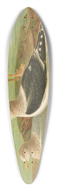 Johann Friedrich Naumann - Larus fuscus, Larus marinus, Larus glaucus Brunn. 39.3 inch art pintail longboard deck