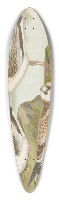 Johann Friedrich Naumann - Larus minutus Pall, Larus ridibundus,Larus melanocephalus 39.3 inch art pintail longboard deck