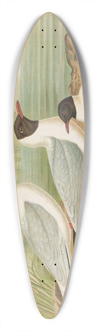 Johann Friedrich Naumann - Larus minutus Pall, Larus ridibundus, Larus melanocephalus Natt, Larus minutus Pall 39.3 inch art pintail longboard deck
