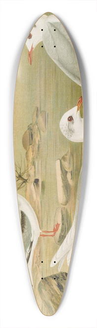 Johann Friedrich Naumann - Larus minutus Pall, Larus ridibundus, Larus melanocephalus Natt, Larus Philadelphia Ord 39.3 inch art pintail longboard deck