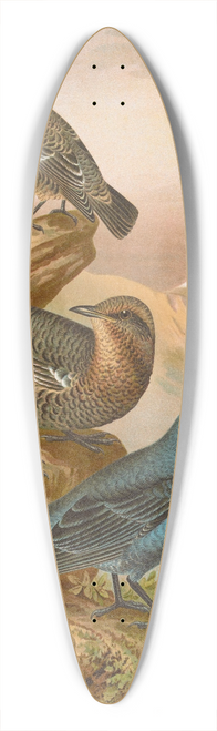Johann Friedrich Naumann - Monticola cyanus 39.3 inch art pintail longboard deck