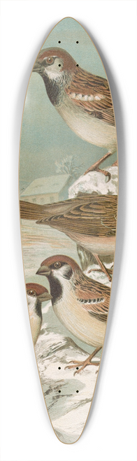 Johann Friedrich Naumann - Passer domesticus, Passer montanus 39.3 inch art pintail longboard deck