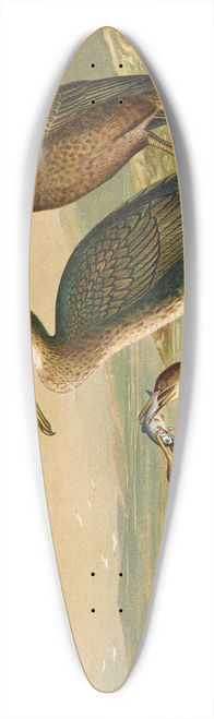 Johann Friedrich Naumann - Phalacrocorax carbo, Phalacrocorax graculus, Phalacrocorax pygmaeus 39.3 inch art pintail longboard deck