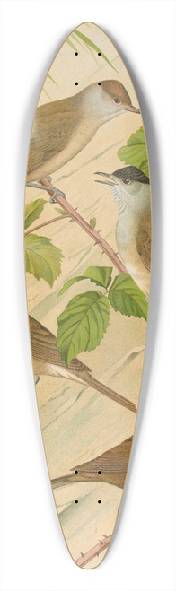 Johann Friedrich Naumann - Sylvia atricapilla 39.3 inch art pintail longboard deck