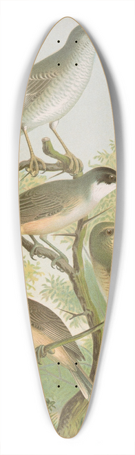 Johann Friedrich Naumann - Sylvia nisoria, Sylvia orphea Temm 39.3 inch art pintail longboard deck