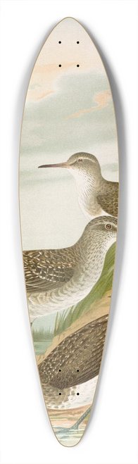 Johann Friedrich Naumann - Totanus ochropus, Totanus glareola, Tringoides hypoleucus. 39.3 inch art pintail longboard deck