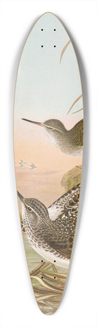Johann Friedrich Naumann - Totanus ochropus, Totanus glareola, Tringoides hypoleucus 39.3 inch art pintail longboard deck