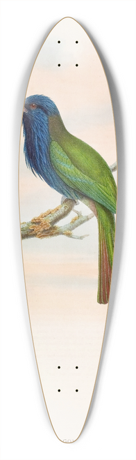 John Gould - Forstens Bee-eater 39.3 inch art pintail longboard deck