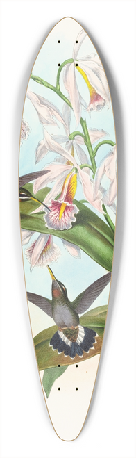 John Gould - Glaucis fraseri (Frasers Barbed-throat) 39.3 inch art pintail longboard deck