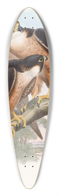 John Gould - Shaheen Falcon 39.3 inch art pintail longboard deck