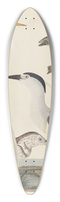 John G. Warnicke - Green Heron, Night Heron, Young Heron, and Great White Heron 39.3 inch art pintail longboard deck