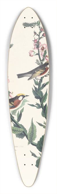 John James Audubon - Chestnut sided warbler 39.3 inch art pintail longboard deck
