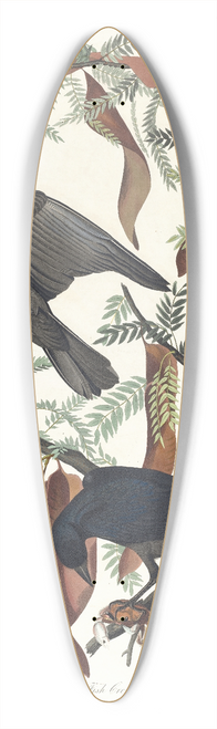 John James Audubon - Fish crow 39.3 inch art pintail longboard deck