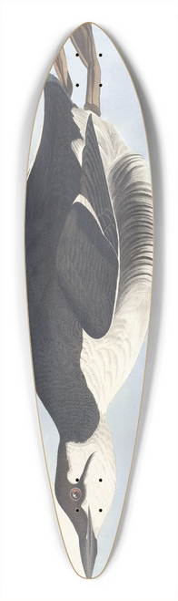 John James Audubon - Uria brunnichii 39.3 inch art pintail longboard deck