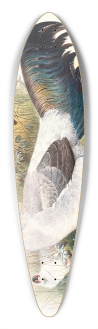 Joseph Smit - Crossoptilon thibetanum. 39.3 inch art pintail longboard deck