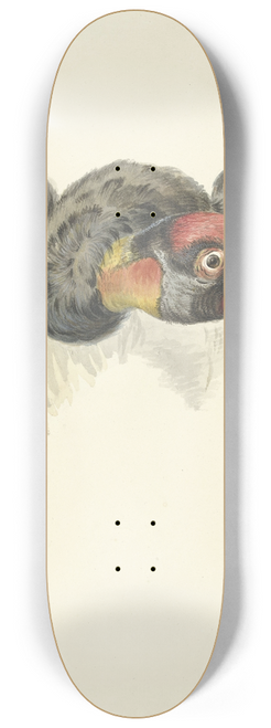 Circle of Franois Levaillant - Kop van een koningsgier (Sarcoramphus papa) 8.25 inch art skate deck
