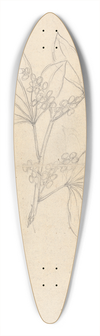Luigi Balugani - Beidelsar (Asclepias procera) 39.3 inch art pintail longboard deck