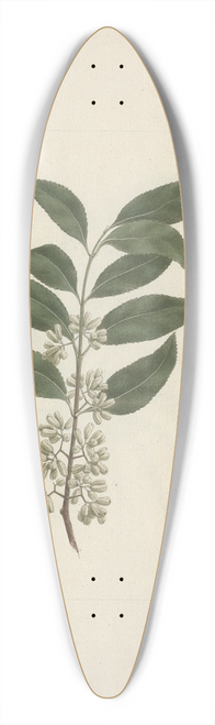 Luigi Balugani - Catha edulis Forssk. (Khath) 39.3 inch art pintail longboard deck