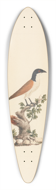 Luigi Balugani - Centropus monachus (Blue-Headed Coucal) 39.3 inch art pintail longboard deck