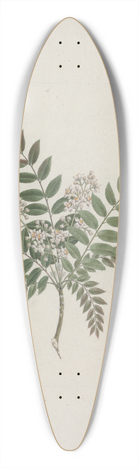 Luigi Balugani - Clausena anisata (Willd) Benth. (Mosquito Plant) 39.3 inch art pintail longboard deck