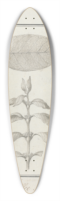 Luigi Balugani - Coffea arabica L. (Arabica Coffee) 39.3 inch art pintail longboard deck