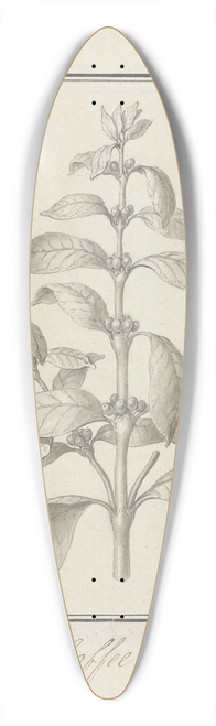 Luigi Balugani - Coffea arabica L. (Arabica Coffee); finished drawing of leafy shoot and berries 39.3 inch art pintail longboard deck