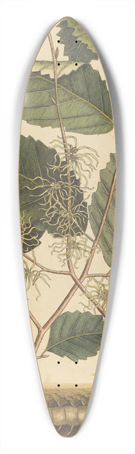 Mark Catesby - Centipede (Scolopendra morsitans) 39.3 inch art pintail longboard deck