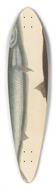 Mark Catesby - The Barracuda (Esox barracuda) 39.3 inch art pintail longboard deck