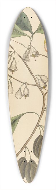 Mark Catesby - The Finch Creeper (Parus americanus) 39.3 inch art pintail longboard deck