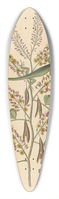 Mark Catesby - The Green Lizard of Jamaica (Lacerta bullaris) 39.3 inch art pintail longboard deck