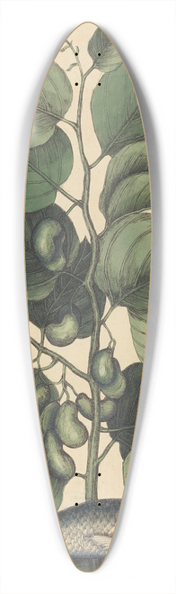 Mark Catesby - The Pilchard (Argentina carolina) 39.3 inch art pintail longboard deck