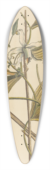 Mark Catesby - The Vanelloe (Epidendrum Vanilla) 39.3 inch art pintail longboard deck