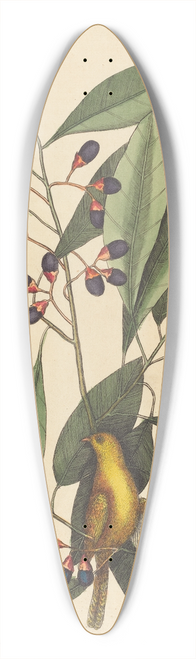 Mark Catesby - The Yellow Titmouse 39.3 inch art pintail longboard deck