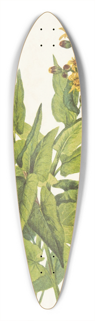 Mary Vaux Walcott - Arrowleaf Groundsel. Senecia triangularis 39.3 inch art pintail longboard deck