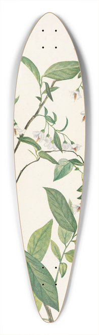 Mary Vaux Walcott - Deerberry. Polycodium stamineum 39.3 inch art pintail longboard deck