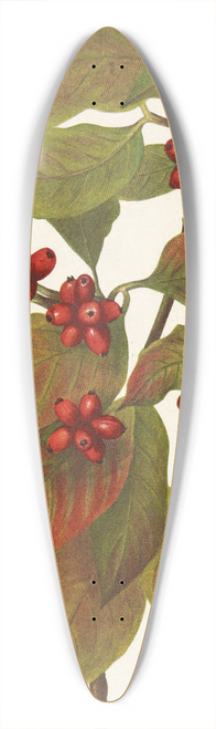 Mary Vaux Walcott - Flowering Dogwood (fruit). Cornus florida 39.3 inch art pintail longboard deck
